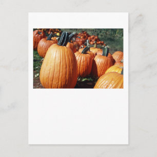 Carte Postale Citrouille