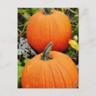 Carte Postale Citrouille