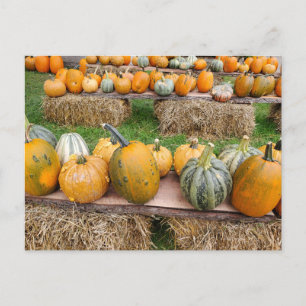 Carte Postale Citrouille