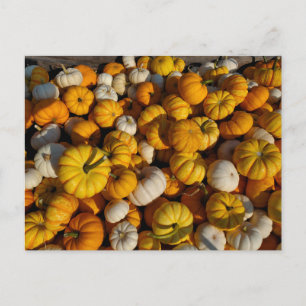 Carte postale citrouille
