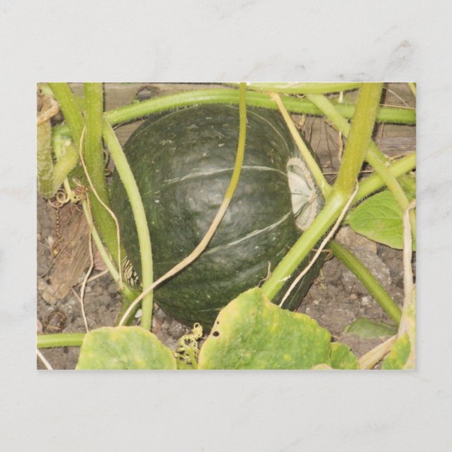 Carte Postale Citrouille (Devant)