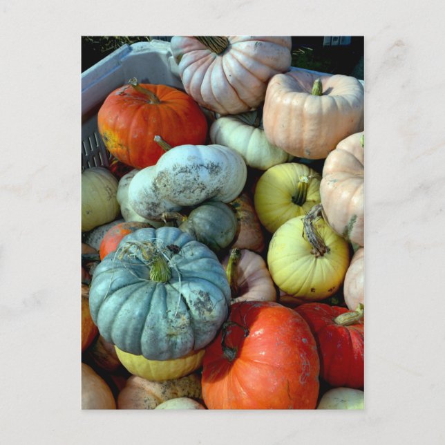 Carte postale citrouille colorée (Devant)