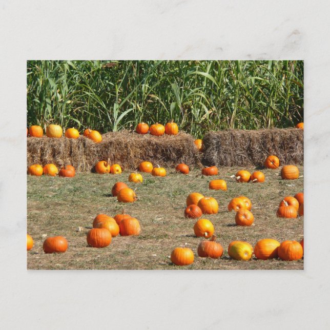Carte Postale Citrouille, Corn et Hay Automne de la récolte Phot (Devant)