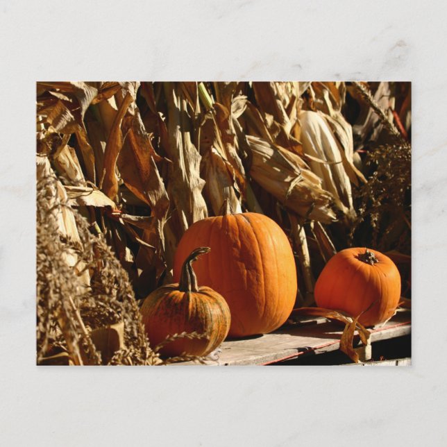 Carte Postale Citrouille et Corn (Devant)