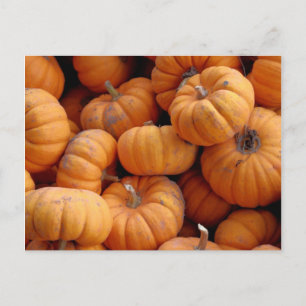 Carte postale Citrouille miniature fraîche
