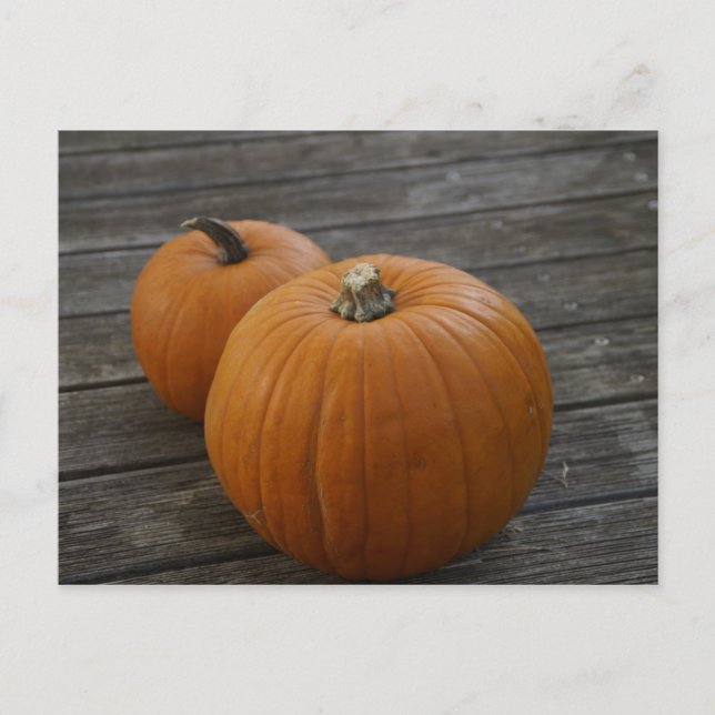 Carte postale Citrouille Plump (Devant)