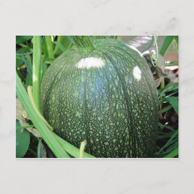 Carte Postale Citrouille vert (Devant)