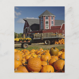 Carte Postale Citrouilles à la ferme en automne près de Concord,