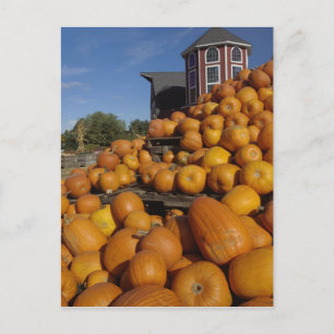 Carte Postale Citrouilles à la ferme en automne près de Concord,