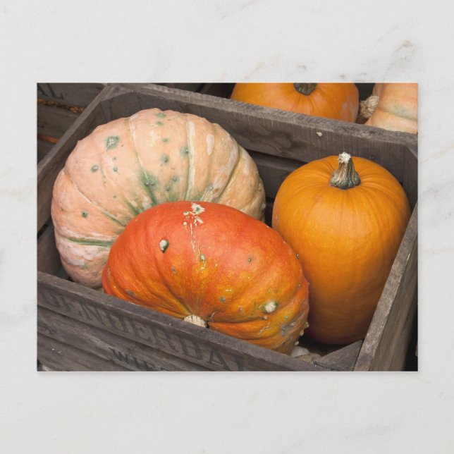 Carte Postale Citrouilles à vendre (Devant)