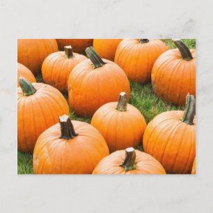 Carte Postale Citrouilles à vendre sur un marché agricole