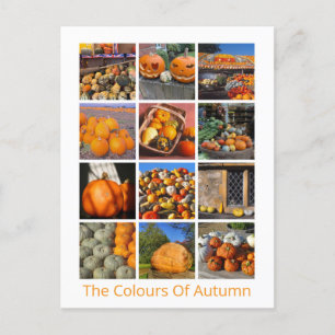 Carte Postale Citrouilles, Courges Et Gourdes