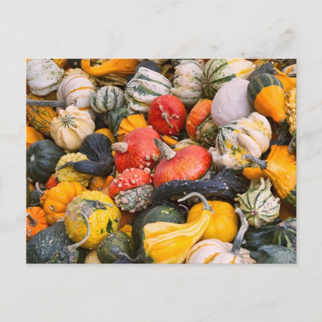 Carte Postale Citrouilles d'automne, gourdes et squashes (Devant)