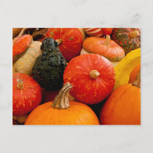 Carte Postale Citrouilles d'automne orange