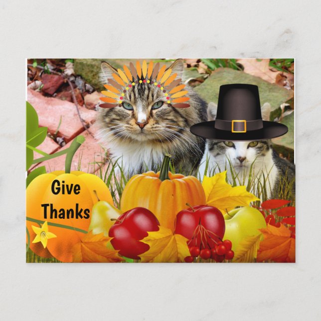 Carte Postale Citrouilles de Thanksgiving de chat / Collage de c (Devant)