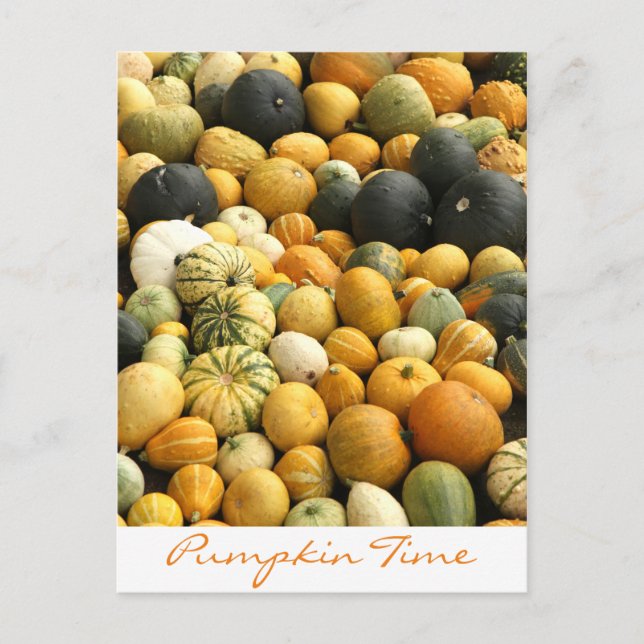 Carte Postale Citrouilles empilés (Devant)