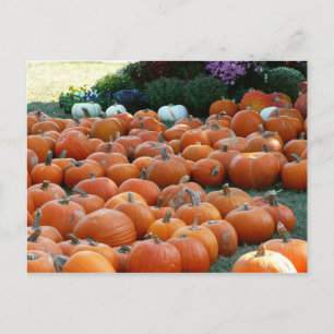 Carte Postale Citrouilles et Chrysanthèmes Photographie de la ré