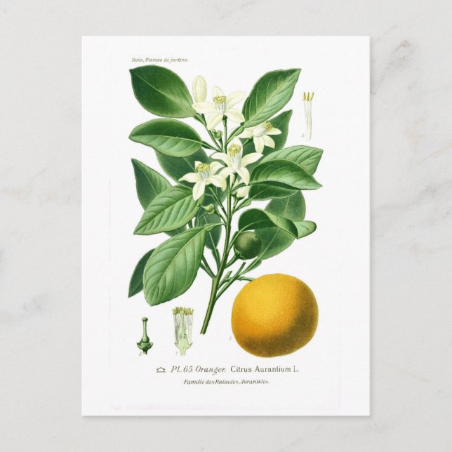 Carte Postale Citrus auranticum (Séville orange) (Devant)