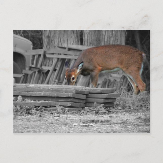 Carte Postale Clairement important (Devant)