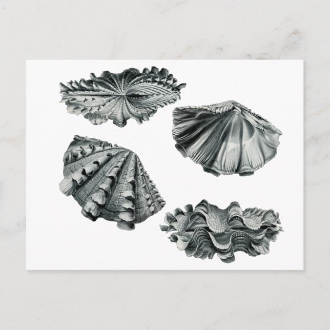 Carte Postale Clam géant à flocons (Devant)