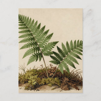Carte Postale Classic Fern Botanical
