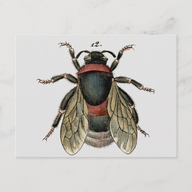 Carte Postale Classic Zoological Etching of a Bumble Bee (Devant)