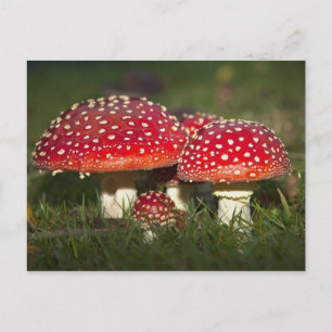 Carte postale classique