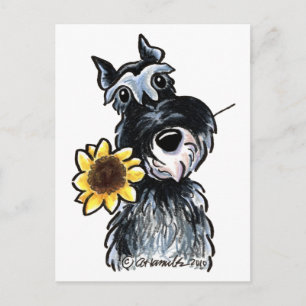 Carte Postale Classique Sunny Schnauzer