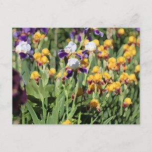 Carte Postale Claude Monet Type Stylisé Jardin Iris