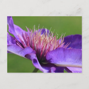 Carte postale Clematis