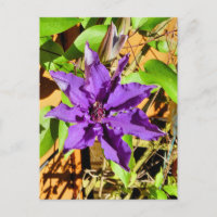CLEMATIS