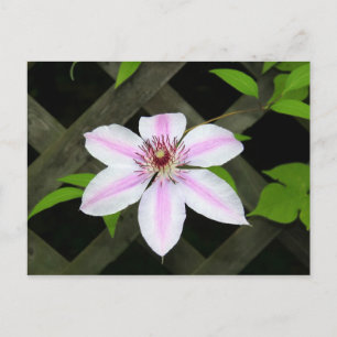 Carte Postale Clematis