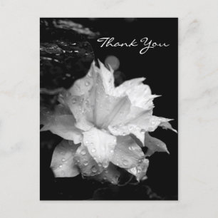 Carte Postale Clematis 2a Floral BW Photo Sympathy Merci