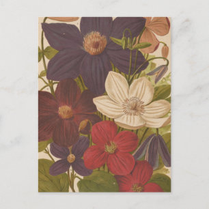 Carte Postale Clematis   George Nicholson