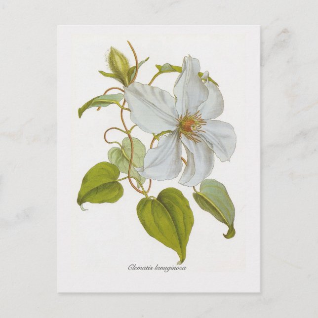 Carte Postale Clematis lanuginosa (Devant)