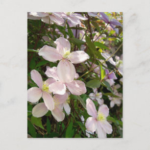 Carte Postale Clematis Montana