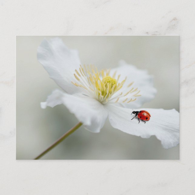 Carte Postale Clematis montana avec cocaïer (Devant)