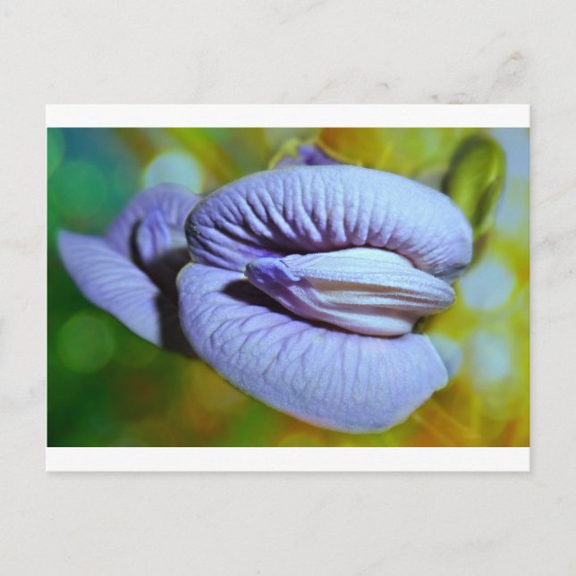 Carte Postale Clitoria (Devant)