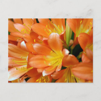 Carte Postale Clivia Miniata