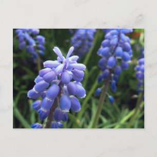 Carte Postale Cloches bleues