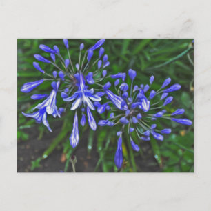 Carte Postale Cloches bleues