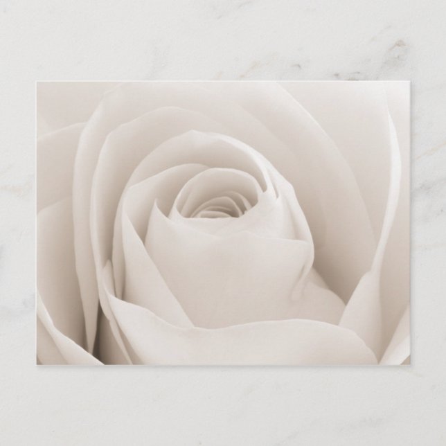 Carte Postale Close up of White Rose (Devant)