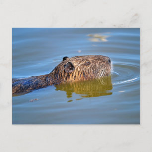 Carte Postale Closeup coypu nager dans l'étang