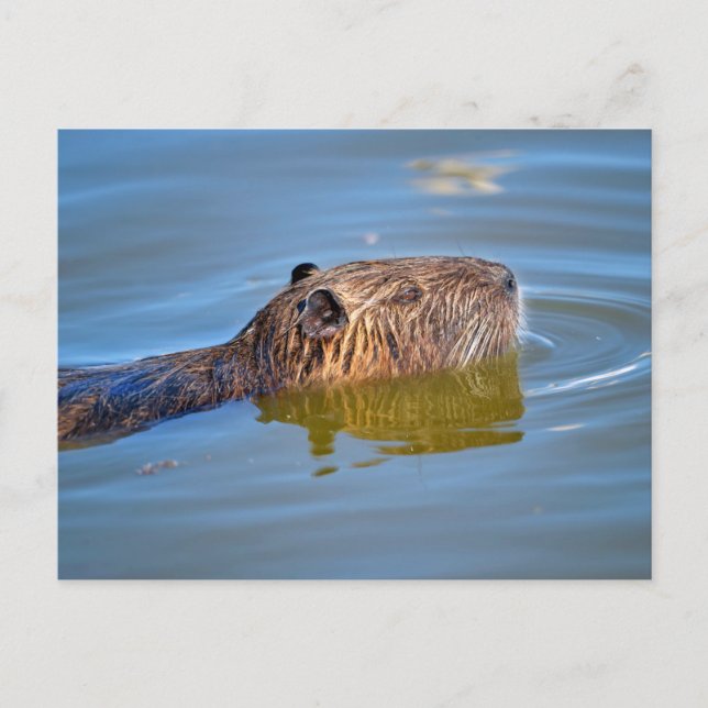 Carte Postale Closeup coypu nager dans l'étang (Devant)