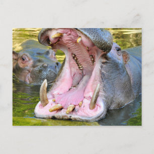Carte Postale Closeup de la bouche ouverte de l'hippopotame