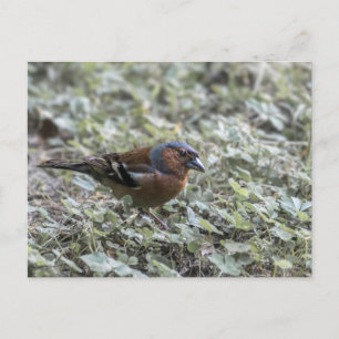 Carte Postale Closeup de l'oiseau sur une prairie
