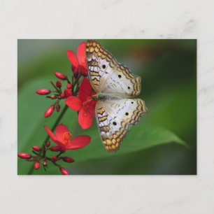 Carte Postale Closeup de papillon blanc