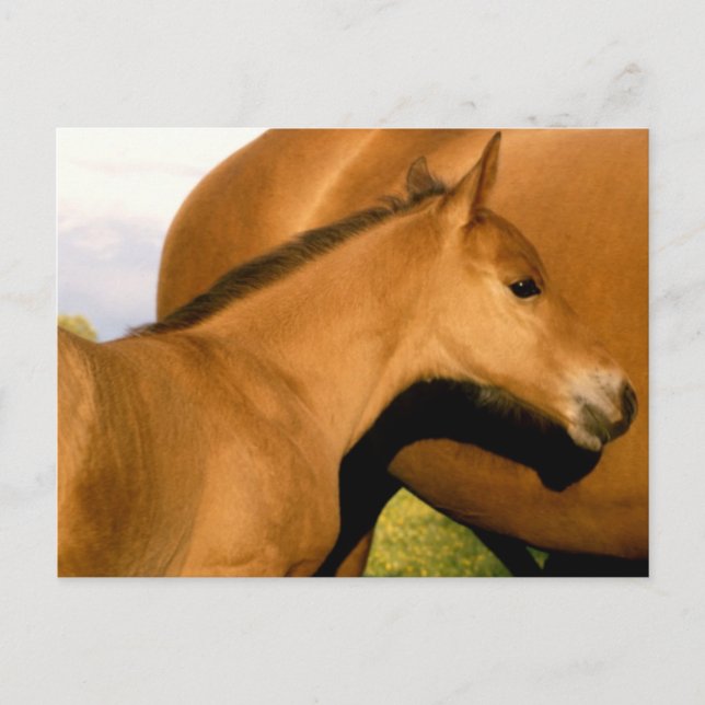 Carte Postale Closeup de poulain (Devant)