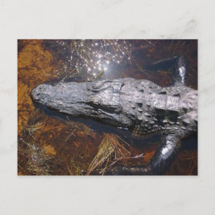Carte Postale Closeup Florida Alligator