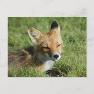 Carte Postale Closeup Fox, Brooks Falls Alaska